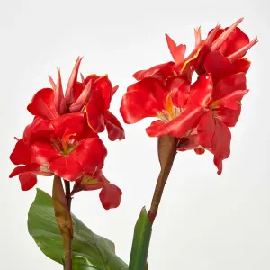 Homescapes Artificial Canna Lily Plant, 90 cm Tall