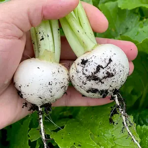 Turnip Silky Sweet F1 1 Seed Packet