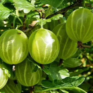 Gooseberry Hinnonmaki Yellow Fruit Bush Ribes Berry Shrub Plant Bare Root