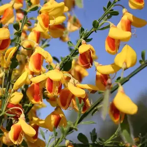 Cytisus Splendens, Broom Plant for UK Gardens (15-25cm Height Including Pot)