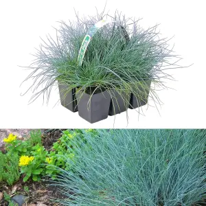 6 x Festuca Blue Grasses in 9cm Pots - Ready to Plant - Easy to Maintain