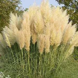 Pampas Grass 'Pumila' - White Cortaderia Plant in 2 Litre Pot - 35-45cm High