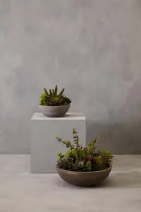 Fiori Stone Effect Pot Mixed Succulent Artificial Plant Foliage