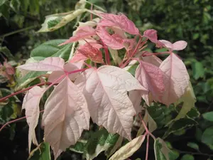 Direct Plants Acer Flamingo Tree Pink White Variegated Leaves 5ft Supplied in a 7.5 Litre Pot