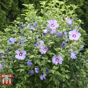 Hibiscus Syriacus Marina (O. bleu) 3.6 Litre Potted Plant x 1