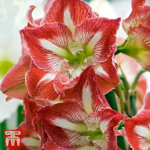 Amaryllis Minerva 1 Bulb (Size 22/24)