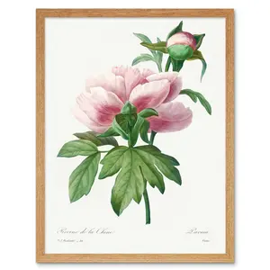 Vintage Pink Peony Bloom Illustration Flowers - Single Picture Frame Print Unframed / 43cm H x 33cm W x 2cm D