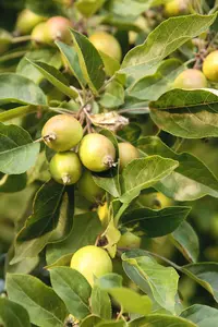 20 Crab Apple Trees 40-60cm Native Malus Hedging, Make your own Cider & Jelly 3FATPIGS