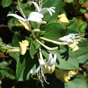 Lonicera Halliana Garden Plant - Fragrant Flowers, Compact Size (30-40cm Height Including Pot)