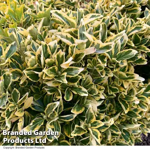 Euonymus japonicus Ovatus Aureus 9cm Potted Plant x 1