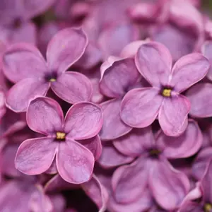 Syringa Andenken an Ludwig Spath Tree - Scented Lilac-Purple Flowers, Heart-Shaped Foliage (5-6ft)