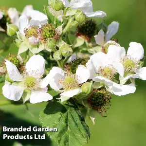 Fruit Raspberry (Rubus) Little Sweet Sister 13cm Potted Plant x 1