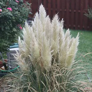 Pampas Grass 'Pumila' - White Cortaderia Plant in 2 Litre Pot - 35-45cm High