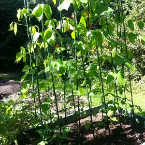 GardenSkill Easy Grow Runner Bean Frame & Climbing Plant Support Garden Trellis 1.2x2.4m H