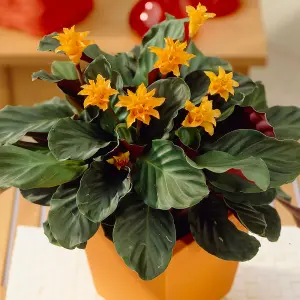 Calathea Crocata - Colourful Blooms, Vibrant Indoor Plant (14cm, 35-45cm)