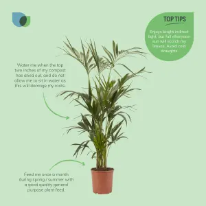 Verve Kentia Palm in Plastic Grow pot 24cm