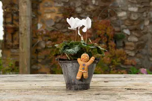 Pot Buddies Christmas Gingerbread Man Plant Pot Hanger