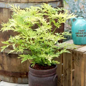 Sambucus nigra Golden Tower 9cm Potted Plant x 1