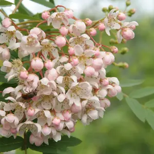 Sorbus Cashmiriana Tree - Kashmir Rowan, White Flowers and Berries, Hardy (5-6ft)