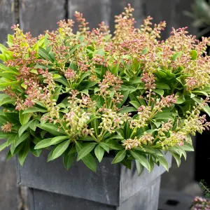 Gardeners Dream Pieris Sarabande (9cm)