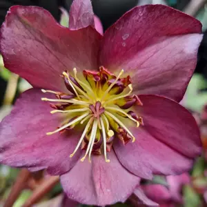 Helleborus 'Star of Passion' Exquisite Winter-Blooming Hellebore (20-30cm, 3L Pot)