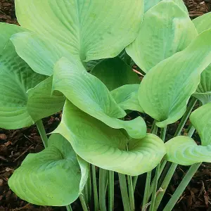 Hosta Sum & Substance (10-20cm Height Including Pot) Garden Plant - Compact Perennial, Large Gold Foliage