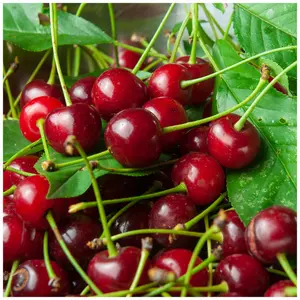 Dwarf Patio Morello Cherry Tree in 5L Pot, Self-Fertile,Ready to Fruit.Great For Jam & Pies