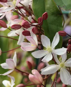 Clematis Armandii - Hardy, Evergreen Climber - Supplied In A 7cm Pot