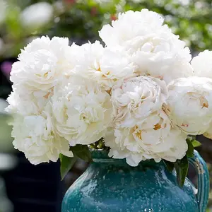 Bowl Of Cream Peony Perennials Flowering Plants Paeonia Lactiflora 4L Pot