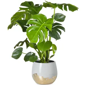 Monstera Deliciosa - Tropical Foliage Icon for Indoor Gardens (14cm, 40-50cm)