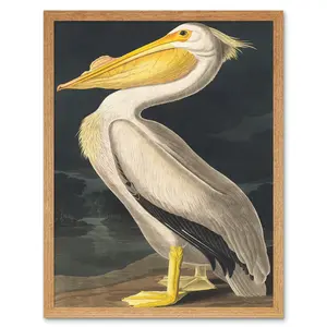 Audubon Style Vintage Detailed Pelican Bird - Print Light Brown Framed Paper / 43cm H x 33cm W x 2cm D