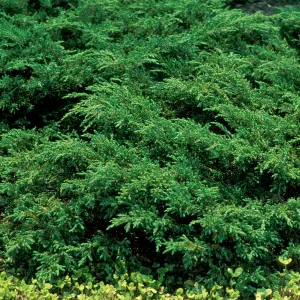 Juniperus Repanda - Spreading Evergreen Shrub, Dark Green Foliage (15-30cm Height Including Pot)