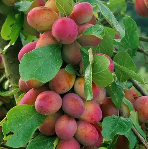 Dwarf Patio Miniature Victoria Plum Fruit Tree 3-4ft Supplied in a 5 Litre Pot