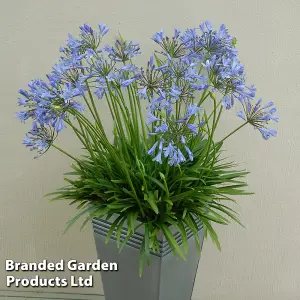 Agapanthus Duo 9cm Potted Plant x 4