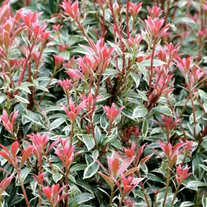 Pieris Flaming Silver (15-25cm Height Including Pot) Garden Plant - Variegated Foliage and Pink Blooms