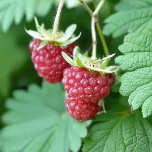 Lincolnshire Fruits Sweet Little Sister Potted 5 Litre (Raspberry)