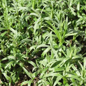 Herb Russian Tarragon 1 Seed Packet