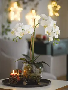 Bloom Artificial Double Phalaenopsis White Orchid Flower in Vase - Faux Fake Realistic Floral Home Decoration - H60cm x W30cm