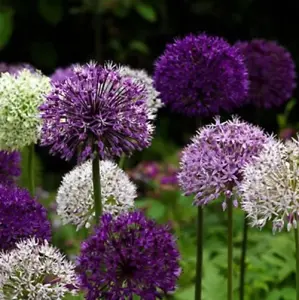 Allium Surprise Bulb Collection (200 Bulbs)