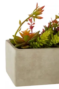 Fiori Mixed Succulents with Cement Pot Artificial Plant Foliage