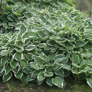 Francee Plantain Lily Perennials Flowering Plants Hosta 2L Pot