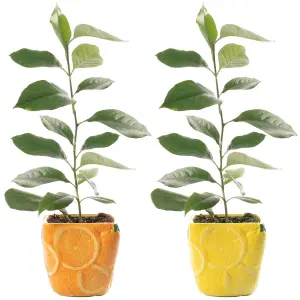 Citrus Duo: Lemon & Orange Trees in Ceramic Pots, Mediterranean Flair (9cm Pots)