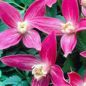 Clematis Ruby - Ruby Red Blooms, Climbing Vine, Morning Sun (20-30cm Height Including Pot)