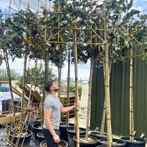 Magnolia Pleached Tree with Staking Kit - 180cm Stem and 14cm Girth