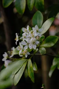 Choisya Ternata Shrub Fragrant Mexican Orange Blossom Garden Shrub Plant