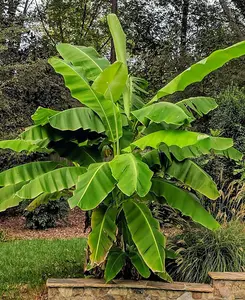 Hardy Banana Plant - Musa Bajoo 10.5cm pot