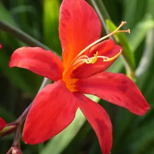 Crocosmia Fairy Crimson in 9cm Pot - Herbaceous Perennial - Ready to Plant