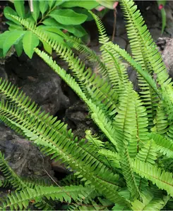 Everlast Evergreen Fern Collection - Set of 3 Evergreen Ferns supplied in 9cm pots