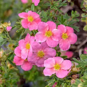 Potentilla Bellissima Garden Plant - Pink Flowers, Compact Size, Hardy (15-30cm Height Including Pot)