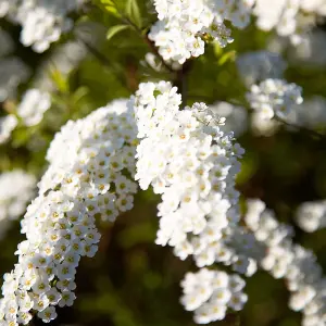 Spiraea Grefsheim Garden Plant - Clusters of White Flowers, Deciduous Foliage, Hardy (15-30cm Height Including Pot)